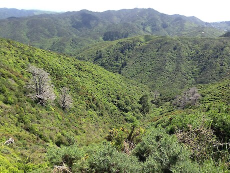 Regenerating forest on slopes that were covered with scattered gorse and rough grass when the fence was built. Makara Peak is in the distance.